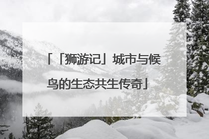 「狮游记」城市与候鸟的生态共生传奇