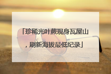 珍稀光叶蕨现身瓦屋山，刷新海拔最低纪录
