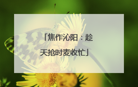焦作沁阳：趁天抢时麦收忙