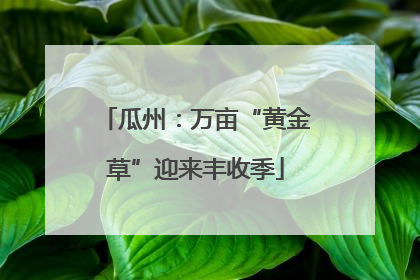 瓜州：万亩“黄金草”迎来丰收季