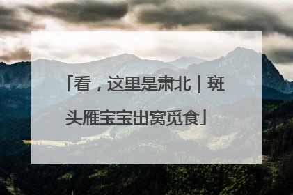 看，这里是肃北｜斑头雁宝宝出窝觅食