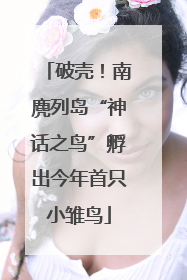 破壳！南麂列岛“神话之鸟”孵出今年首只小雏鸟