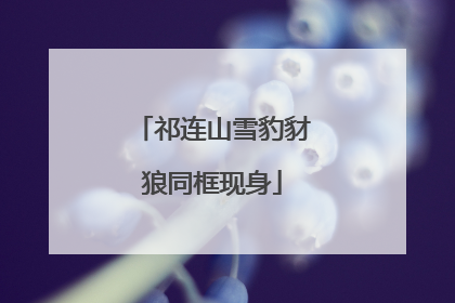 祁连山雪豹豺狼同框现身