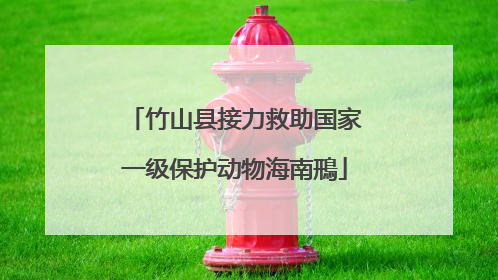 竹山县接力救助国家一级保护动物海南鳽