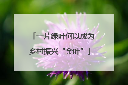 一片绿叶何以成为乡村振兴“金叶”
