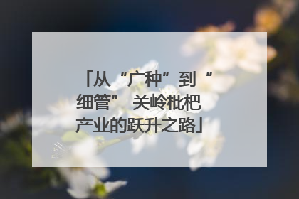 从“广种”到“细管” 关岭枇杷产业的跃升之路