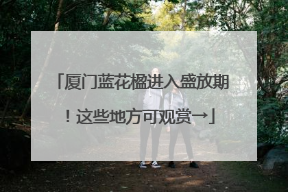 厦门蓝花楹进入盛放期！这些地方可观赏→