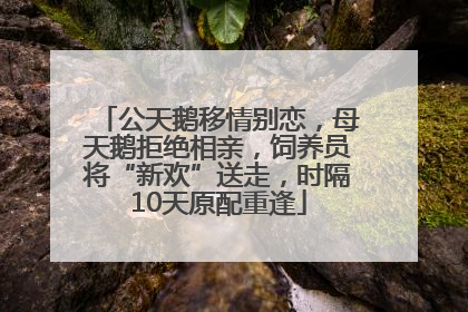 公天鹅移情别恋，母天鹅拒绝相亲，饲养员将“新欢”送走，时隔10天原配重逢