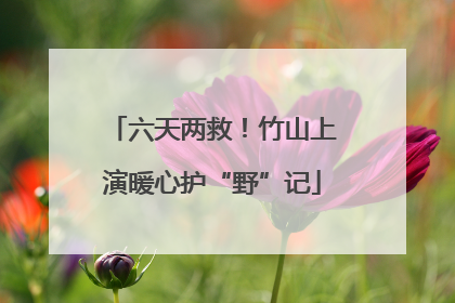 六天两救！竹山上演暖心护“野”记