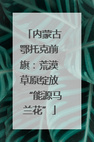 内蒙古鄂托克前旗：荒漠草原绽放“能源马兰花”