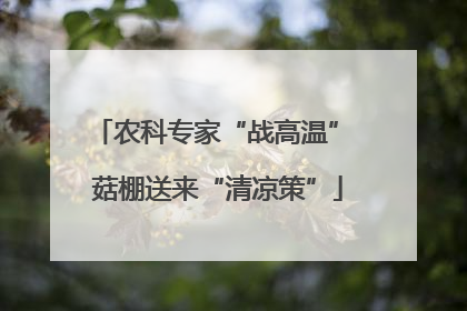 农科专家“战高温” 菇棚送来“清凉策”
