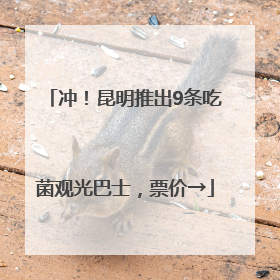 冲！昆明推出9条吃菌观光巴士，票价→
