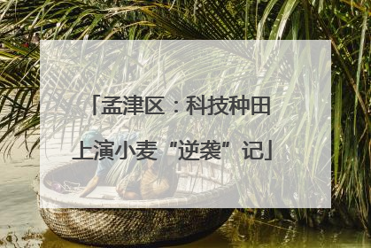 孟津区：科技种田 上演小麦“逆袭”记