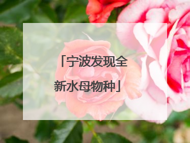 宁波发现全新水母物种