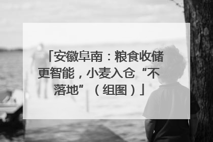 安徽阜南：粮食收储更智能，小麦入仓“不落地”（组图）