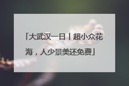 大武汉一日丨超小众花海，人少景美还免费