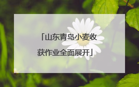山东青岛小麦收获作业全面展开