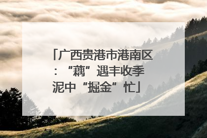 广西贵港市港南区：“藕”遇丰收季 泥中“掘金”忙