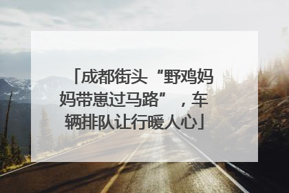 成都街头“野鸡妈妈带崽过马路”，车辆排队让行暖人心