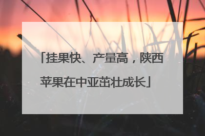 挂果快、产量高，陕西苹果在中亚茁壮成长