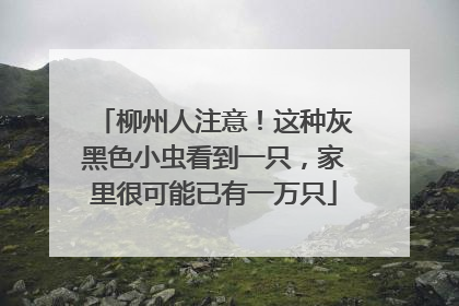 柳州人注意！这种灰黑色小虫看到一只，家里很可能已有一万只