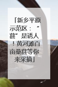 新乡平原示范区：“葚”是诱人！黄河滩百亩桑葚等你来采摘