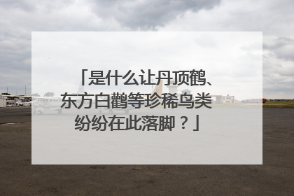 是什么让丹顶鹤、东方白鹳等珍稀鸟类纷纷在此落脚？