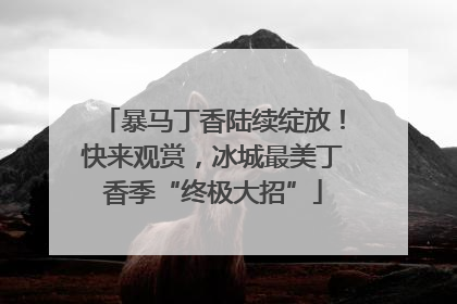 暴马丁香陆续绽放！快来观赏，冰城最美丁香季“终极大招”
