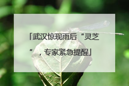 武汉惊现雨后“灵芝”，专家紧急提醒