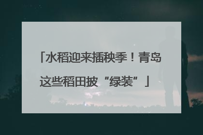水稻迎来插秧季！青岛这些稻田披“绿装”