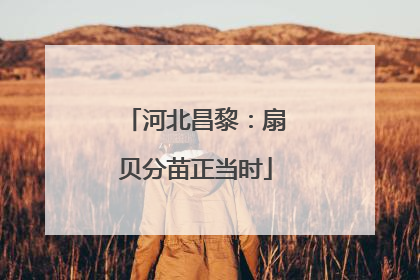 河北昌黎：扇贝分苗正当时