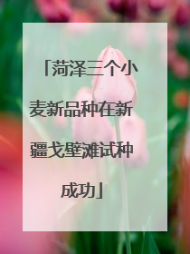 菏泽三个小麦新品种在新疆戈壁滩试种成功