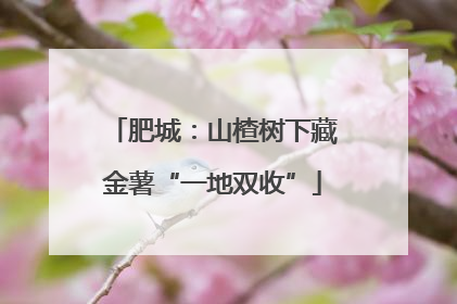 肥城：山楂树下藏金薯“一地双收”