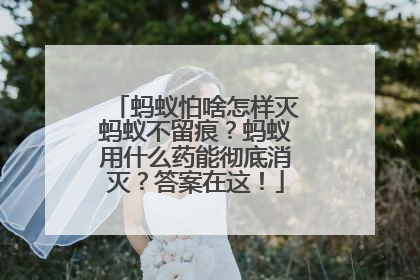 蚂蚁怕啥怎样灭蚂蚁不留痕？蚂蚁用什么药能彻底消灭？答案在这！