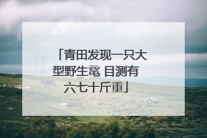 青田发现一只大型野生鼋 目测有六七十斤重