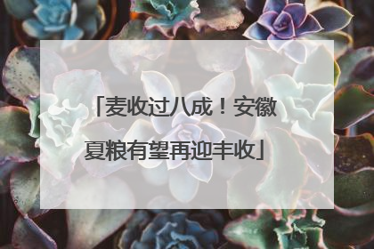 麦收过八成！安徽夏粮有望再迎丰收