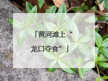 黄河滩上“龙口夺食”